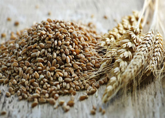 Mầm lúa mì rất giàu oligosaccharides, phytosterol, benzoquinones và flavonoid