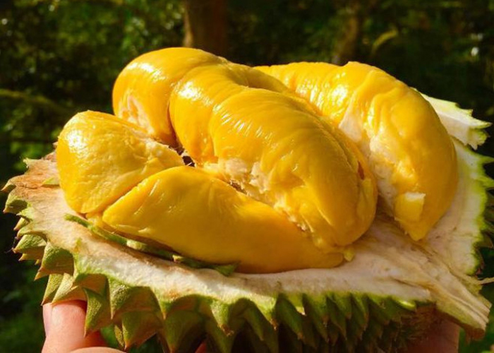 Người bệnh tiểu đường có thể ăn sầu riêng nhưng nên ăn điều độ.